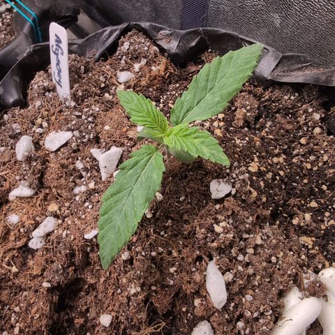 Agnes - Afgooey, (The Seed Fair), 28%, 30/70, (71d/74d/7-9w)459w/ growlog timeline photo