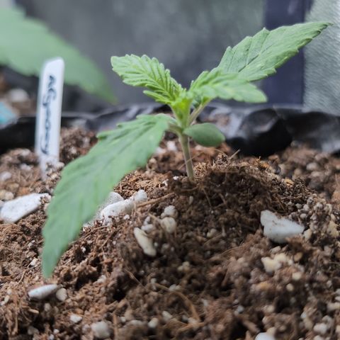 Agnes - Afgooey, (The Seed Fair), 28%, 30/70, (71d/74d/7-9w)459w/ growlog timeline photo