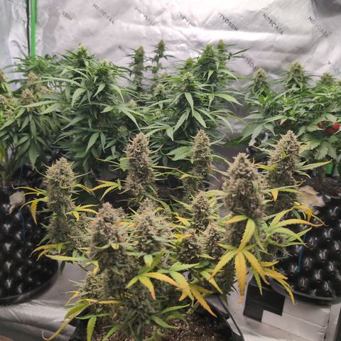 Agnes - Afgooey, (The Seed Fair), 28%, 30/70, (71d/74d/7-9w)459w/ growlog timeline photo