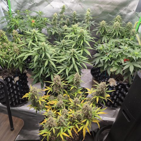 Agnes - Afgooey, (The Seed Fair), 28%, 30/70, (71d/74d/7-9w)459w/ growlog timeline photo