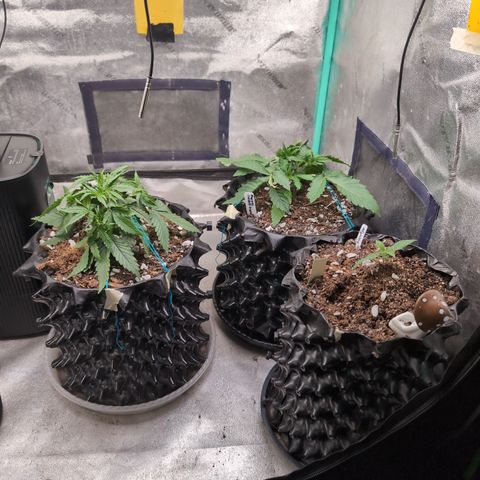 Agnes - Afgooey, (The Seed Fair), 28%, 30/70, (71d/74d/7-9w)459w/ growlog timeline photo