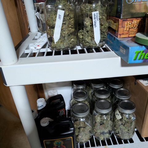 Agnes - Afgooey, (The Seed Fair), 28%, 30/70, (71d/74d/7-9w)459w/ growlog photo: 😁