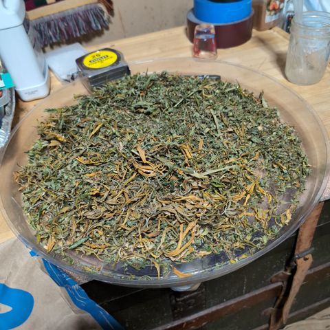 Agnes - Afgooey, (The Seed Fair), 28%, 30/70, (71d/74d/7-9w)459w/ growlog photo: 😁