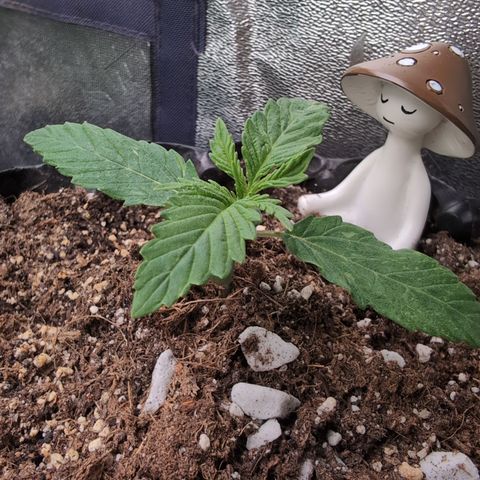 Agnes - Afgooey, (The Seed Fair), 28%, 30/70, (71d/74d/7-9w)459w/ growlog timeline photo