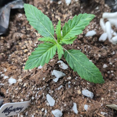Agnes - Afgooey, (The Seed Fair), 28%, 30/70, (71d/74d/7-9w)459w/ growlog timeline photo