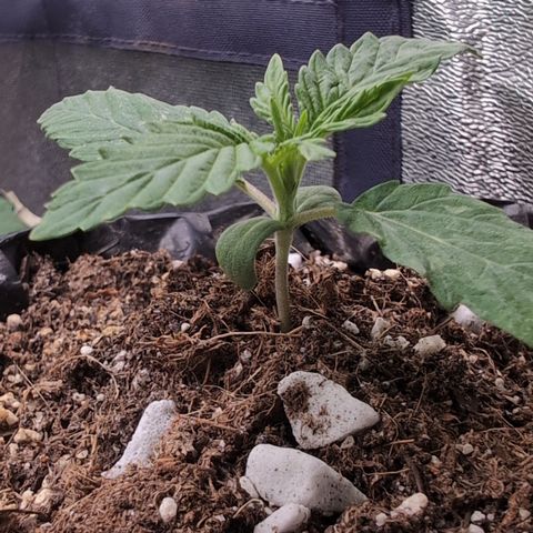 Agnes - Afgooey, (The Seed Fair), 28%, 30/70, (71d/74d/7-9w)459w/ growlog timeline photo