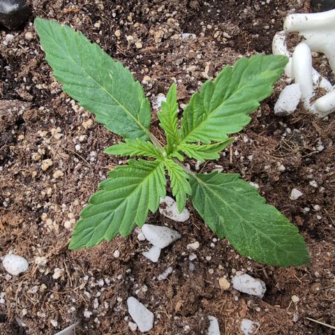 Agnes - Afgooey, (The Seed Fair), 28%, 30/70, (71d/74d/7-9w)459w/ growlog timeline photo