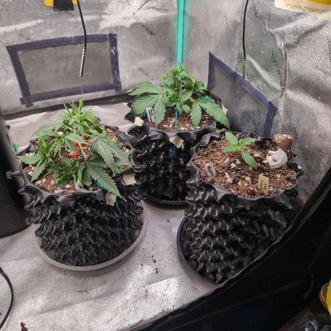 Agnes - Afgooey, (The Seed Fair), 28%, 30/70, (71d/74d/7-9w)459w/ growlog timeline photo