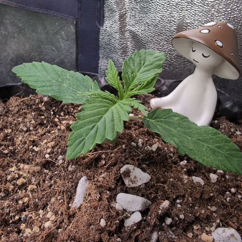 Agnes - Afgooey, (The Seed Fair), 28%, 30/70, (71d/74d/7-9w)459w/ growlog timeline photo