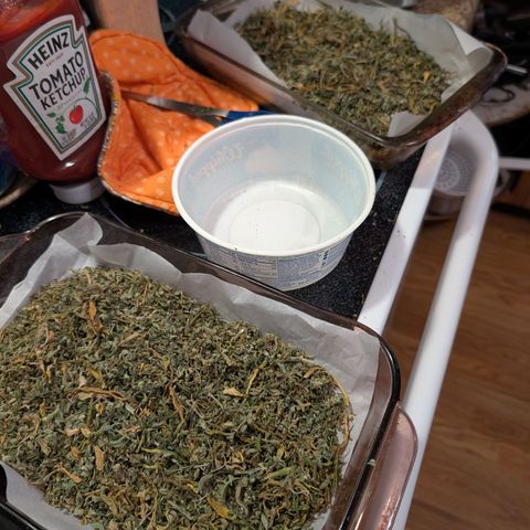 Agnes - Afgooey, (The Seed Fair), 28%, 30/70, (71d/74d/7-9w)459w/ growlog timeline photo