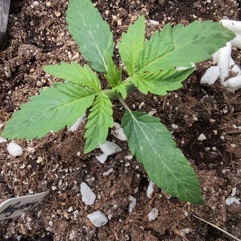 Agnes - Afgooey, (The Seed Fair), 28%, 30/70, (71d/74d/7-9w)459w/ growlog timeline photo
