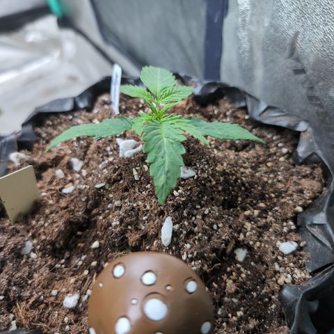 Agnes - Afgooey, (The Seed Fair), 28%, 30/70, (71d/74d/7-9w)459w/ growlog timeline photo