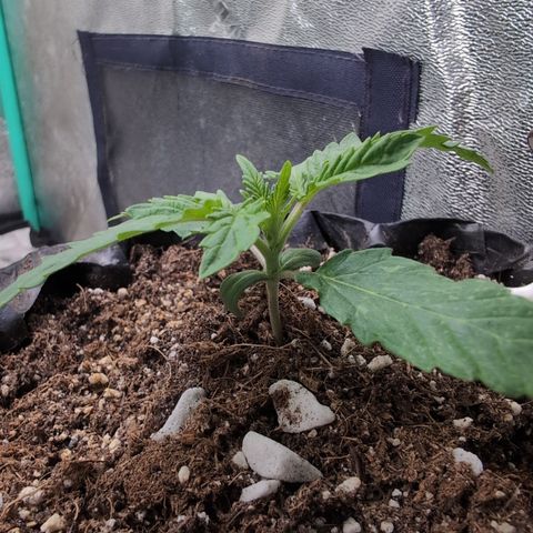 Agnes - Afgooey, (The Seed Fair), 28%, 30/70, (71d/74d/7-9w)459w/ growlog timeline photo