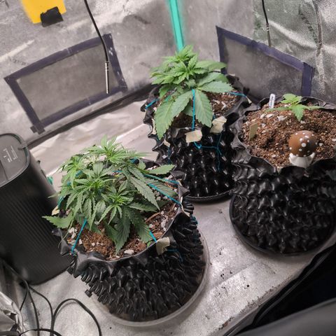 Agnes - Afgooey, (The Seed Fair), 28%, 30/70, (71d/74d/7-9w)459w/ growlog timeline photo