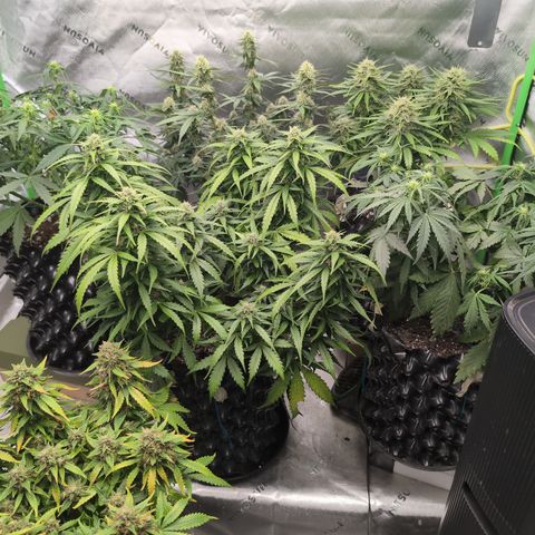 Agnes - Afgooey, (The Seed Fair), 28%, 30/70, (71d/74d/7-9w)459w/ growlog timeline photo