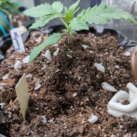 Agnes - Afgooey, (The Seed Fair), 28%, 30/70, (71d/74d/7-9w)459w/ growlog timeline photo