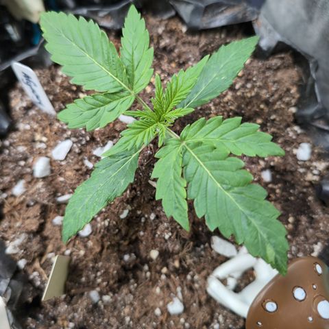 Agnes - Afgooey, (The Seed Fair), 28%, 30/70, (71d/74d/7-9w)459w/ growlog timeline photo