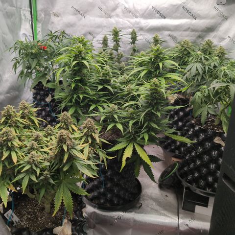 Agnes - Afgooey, (The Seed Fair), 28%, 30/70, (71d/74d/7-9w)459w/ growlog timeline photo