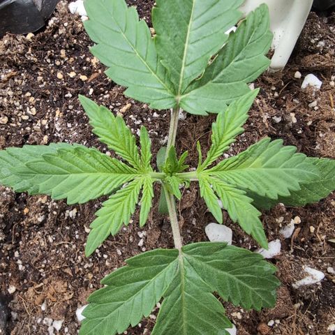 Agnes - Afgooey, (The Seed Fair), 28%, 30/70, (71d/74d/7-9w)459w/ growlog timeline photo