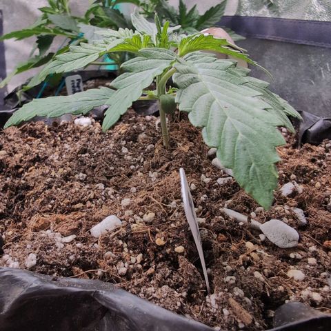 Agnes - Afgooey, (The Seed Fair), 28%, 30/70, (71d/74d/7-9w)459w/ growlog timeline photo