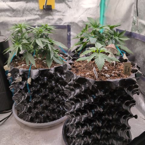 Agnes - Afgooey, (The Seed Fair), 28%, 30/70, (71d/74d/7-9w)459w/ growlog timeline photo