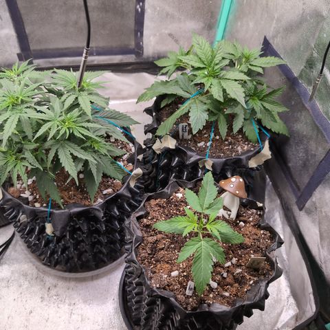 Agnes - Afgooey, (The Seed Fair), 28%, 30/70, (71d/74d/7-9w)459w/ growlog timeline photo
