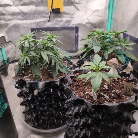 Agnes - Afgooey, (The Seed Fair), 28%, 30/70, (71d/74d/7-9w)459w/ growlog timeline photo