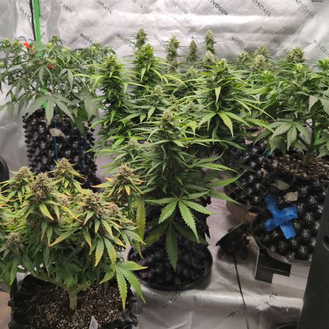 Agnes - Afgooey, (The Seed Fair), 28%, 30/70, (71d/74d/7-9w)459w/ growlog timeline photo