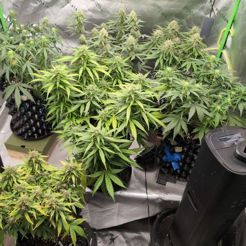 Agnes - Afgooey, (The Seed Fair), 28%, 30/70, (71d/74d/7-9w)459w/ growlog timeline photo