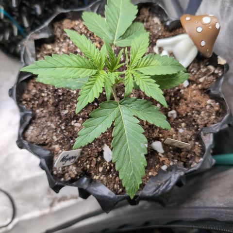 Agnes - Afgooey, (The Seed Fair), 28%, 30/70, (71d/74d/7-9w)459w/ growlog timeline photo