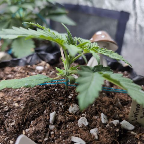 Agnes - Afgooey, (The Seed Fair), 28%, 30/70, (71d/74d/7-9w)459w/ growlog timeline photo