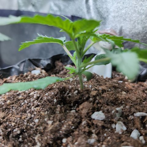 Agnes - Afgooey, (The Seed Fair), 28%, 30/70, (71d/74d/7-9w)459w/ growlog timeline photo