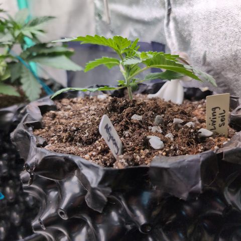 Agnes - Afgooey, (The Seed Fair), 28%, 30/70, (71d/74d/7-9w)459w/ growlog timeline photo