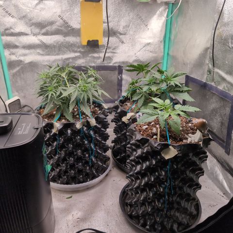 Agnes - Afgooey, (The Seed Fair), 28%, 30/70, (71d/74d/7-9w)459w/ growlog timeline photo