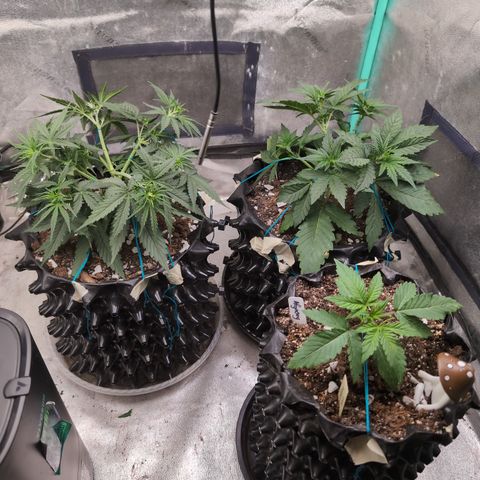 Agnes - Afgooey, (The Seed Fair), 28%, 30/70, (71d/74d/7-9w)459w/ growlog timeline photo
