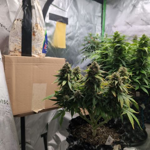 Agnes - Afgooey, (The Seed Fair), 28%, 30/70, (71d/74d/7-9w)459w/ growlog timeline photo