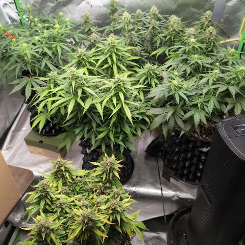 Agnes - Afgooey, (The Seed Fair), 28%, 30/70, (71d/74d/7-9w)459w/ growlog timeline photo