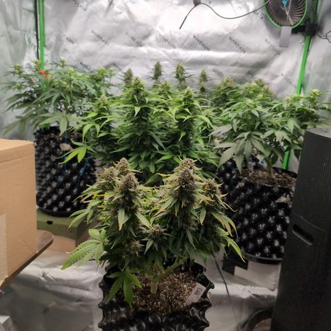 Agnes - Afgooey, (The Seed Fair), 28%, 30/70, (71d/74d/7-9w)459w/ growlog timeline photo