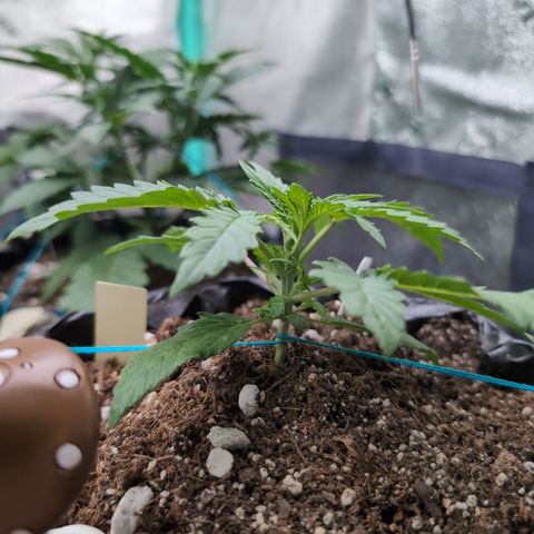 Agnes - Afgooey, (The Seed Fair), 28%, 30/70, (71d/74d/7-9w)459w/ growlog timeline photo
