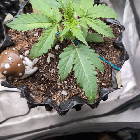 Agnes - Afgooey, (The Seed Fair), 28%, 30/70, (71d/74d/7-9w)459w/ growlog timeline photo