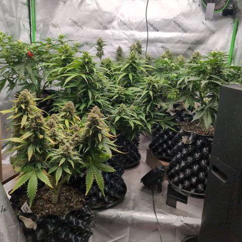 Agnes - Afgooey, (The Seed Fair), 28%, 30/70, (71d/74d/7-9w)459w/ growlog timeline photo