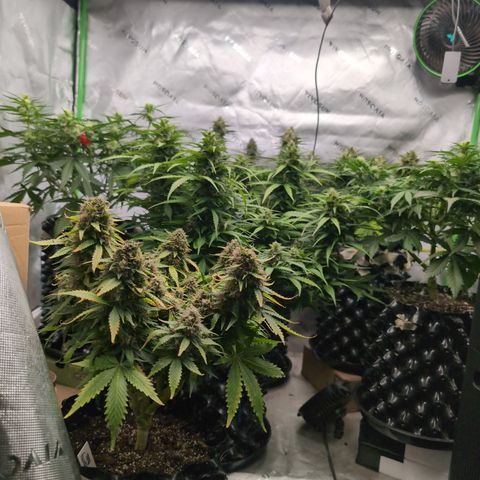 Agnes - Afgooey, (The Seed Fair), 28%, 30/70, (71d/74d/7-9w)459w/ growlog timeline photo