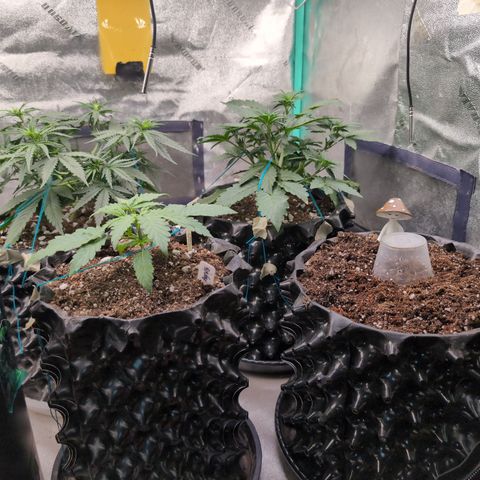 Agnes - Afgooey, (The Seed Fair), 28%, 30/70, (71d/74d/7-9w)459w/ growlog timeline photo