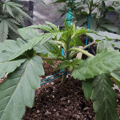Agnes - Afgooey, (The Seed Fair), 28%, 30/70, (71d/74d/7-9w)459w/ growlog timeline photo
