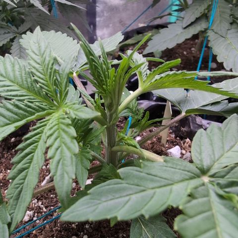 Agnes - Afgooey, (The Seed Fair), 28%, 30/70, (71d/74d/7-9w)459w/ growlog timeline photo