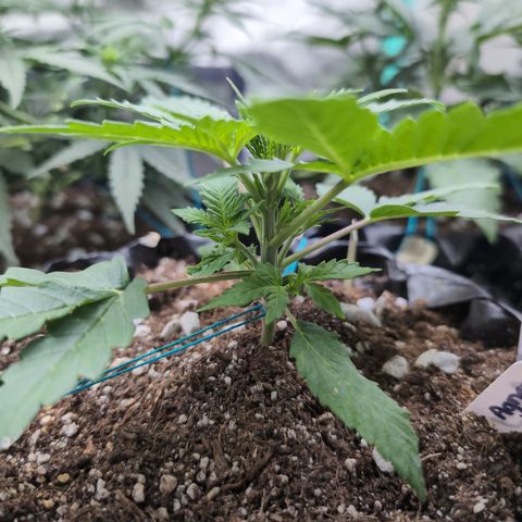 Agnes - Afgooey, (The Seed Fair), 28%, 30/70, (71d/74d/7-9w)459w/ growlog timeline photo