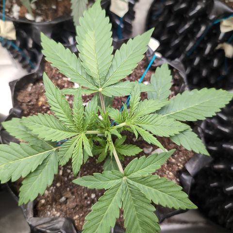 Agnes - Afgooey, (The Seed Fair), 28%, 30/70, (71d/74d/7-9w)459w/ growlog timeline photo