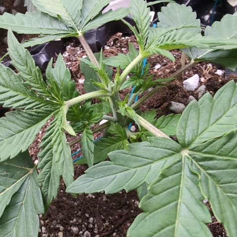 Agnes - Afgooey, (The Seed Fair), 28%, 30/70, (71d/74d/7-9w)459w/ growlog timeline photo