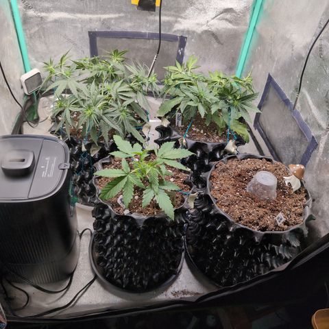 Agnes - Afgooey, (The Seed Fair), 28%, 30/70, (71d/74d/7-9w)459w/ growlog timeline photo