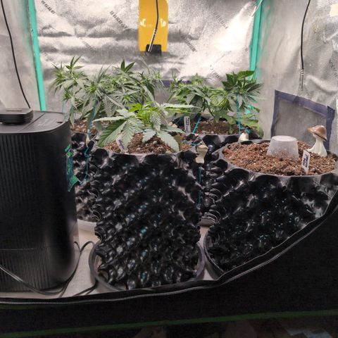 Agnes - Afgooey, (The Seed Fair), 28%, 30/70, (71d/74d/7-9w)459w/ growlog timeline photo